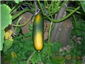 arčilend